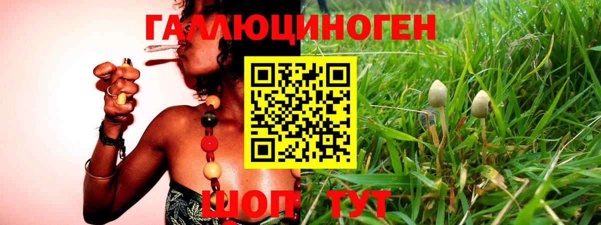 Галлюциногенные грибы Psilocybe  Вход с VPN  Галлюциногенные грибы Psilocybe  Сургут 